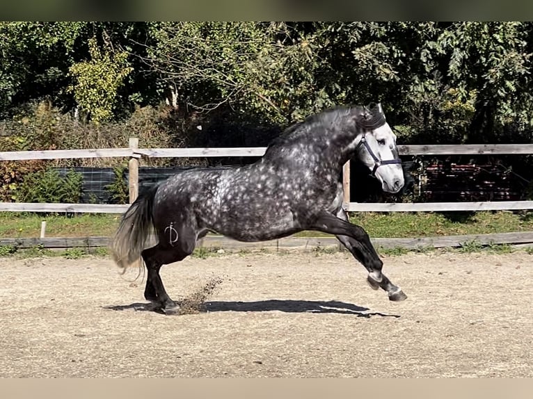 Lusitano Gelding 6 years 15,3 hh Gray in Seia