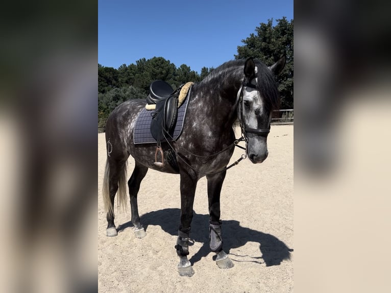 Lusitano Gelding 6 years 15,3 hh Gray in Seia
