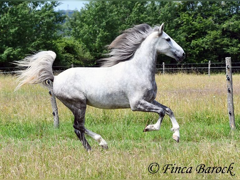 Lusitano Gelding 6 years 15,3 hh Grey in Wiebelsheim