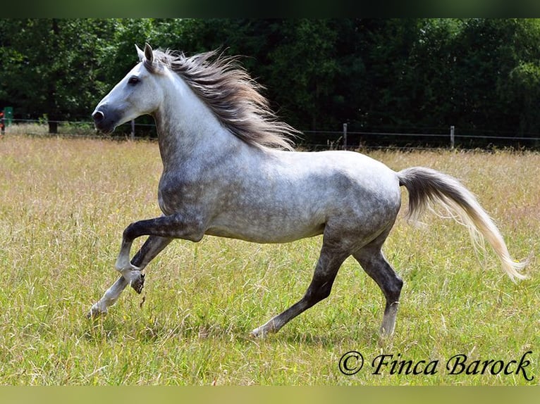 Lusitano Gelding 6 years 15,3 hh Grey in Wiebelsheim