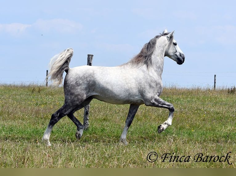 Lusitano Gelding 6 years 15,3 hh Grey in Wiebelsheim