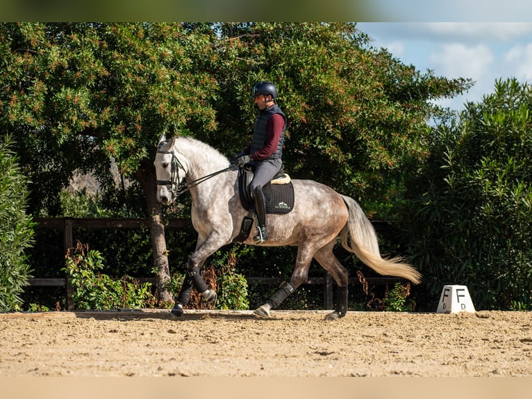 Lusitano Gelding 6 years 15,3 hh Grey-Red-Tan in Montecorto