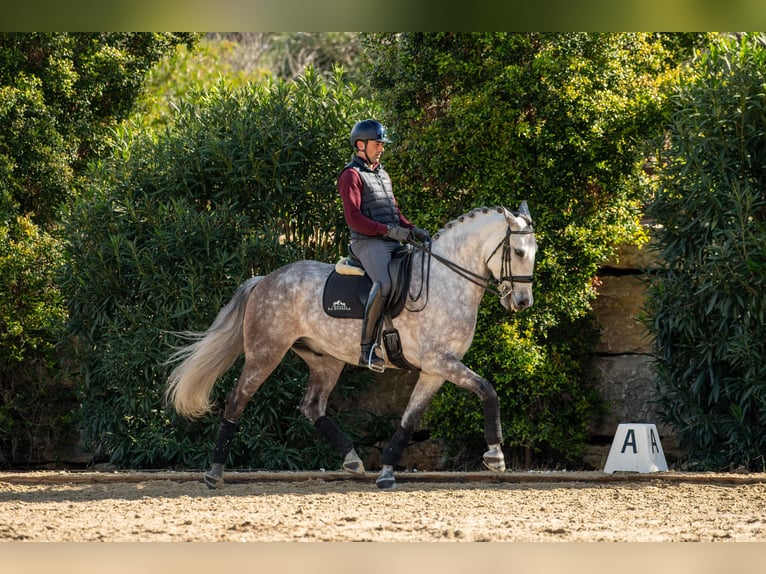 Lusitano Gelding 6 years 15,3 hh Grey-Red-Tan in Montecorto