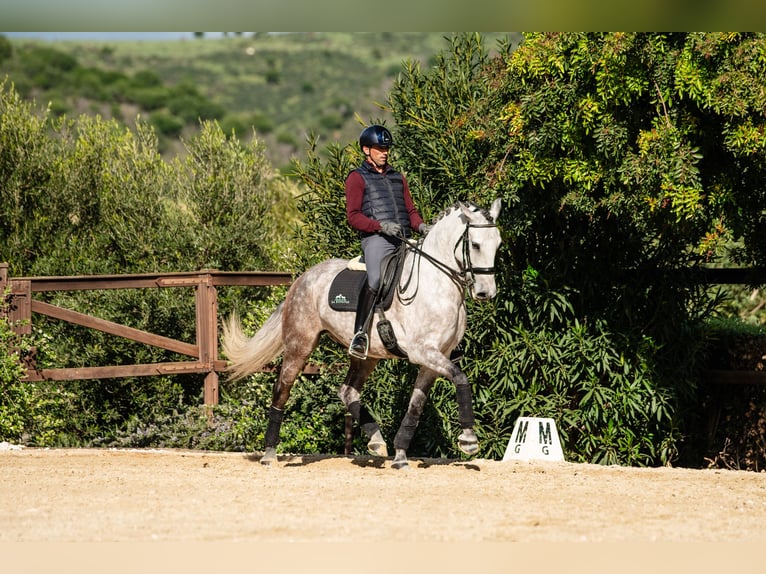 Lusitano Gelding 6 years 15,3 hh Grey-Red-Tan in Montecorto