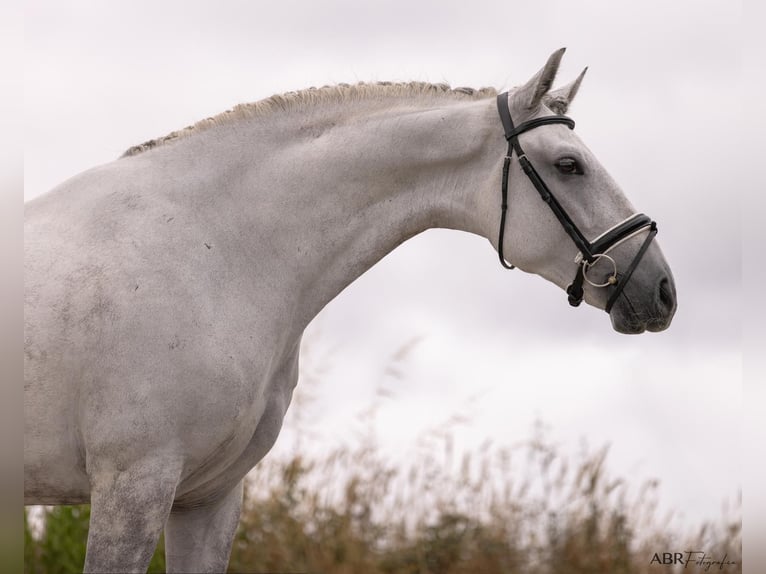 Lusitano Gelding 6 years 16.1 hh Grey-Dapple in Ermelo