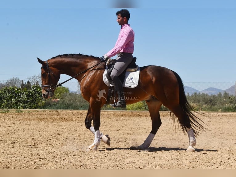 Lusitano Gelding 6 years 16,2 hh Brown in Provinz Granada