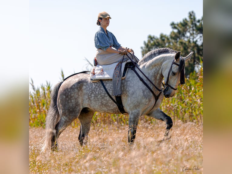 Lusitano Gelding 6 years 16,2 hh Gray in Pinhal da Nazaré