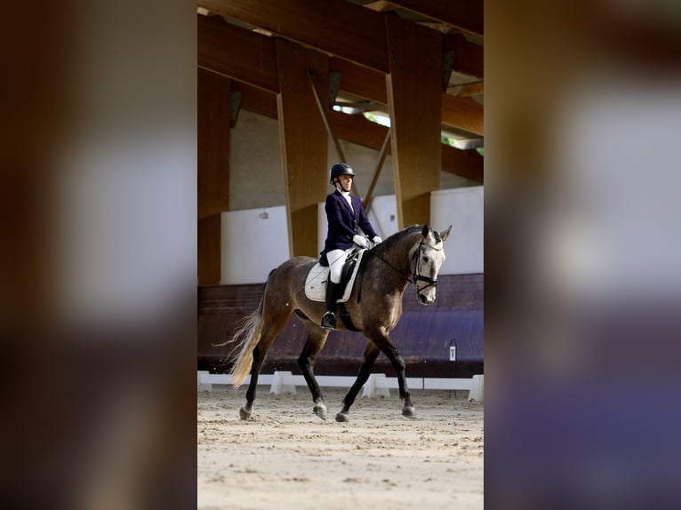 Lusitano Gelding 6 years 16.2 hh Grey-Red-Tan in Mafra
