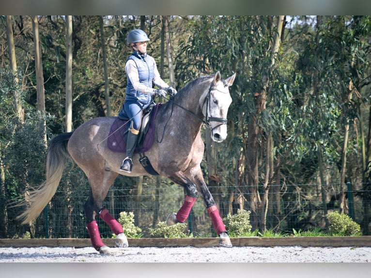 Lusitano Gelding 6 years 16.2 hh Grey-Red-Tan in Mafra