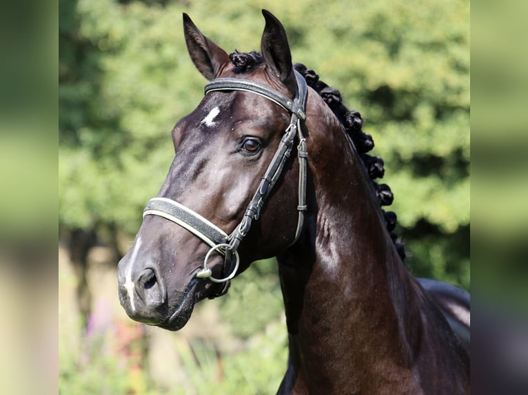 Lusitano Gelding 6 years 16 hh Black in Arles