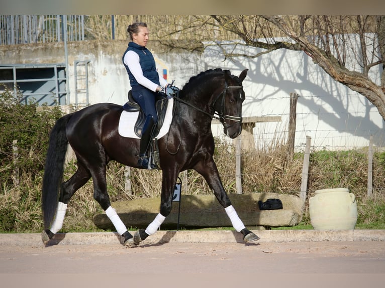Lusitano Gelding 6 years 16 hh Black in Arles