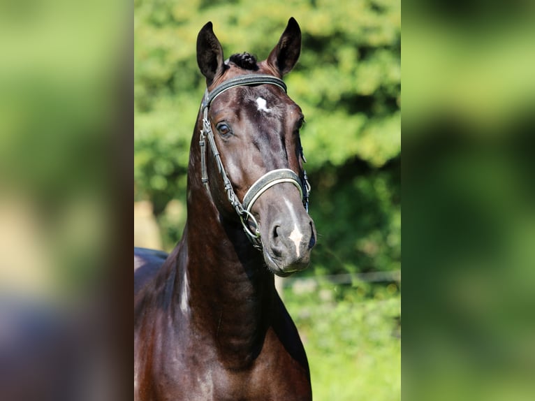 Lusitano Gelding 6 years 16 hh Black in Arles