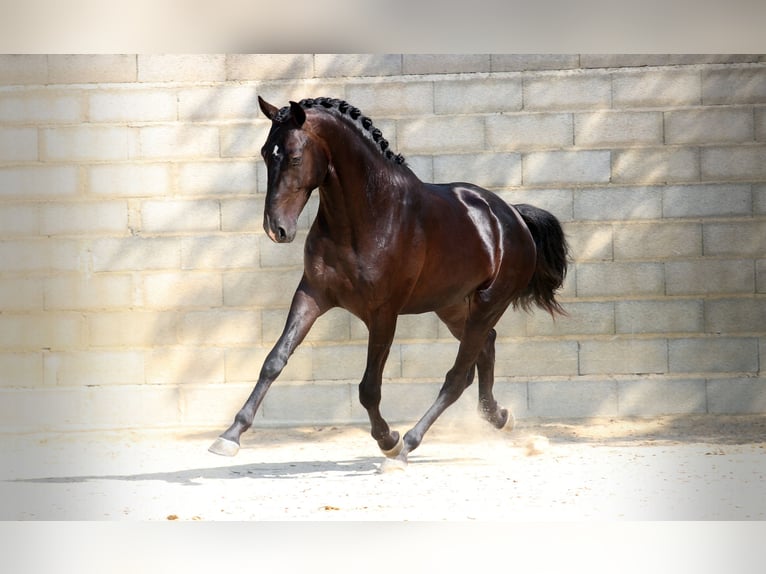 Lusitano Gelding 6 years 16 hh Black in Arles
