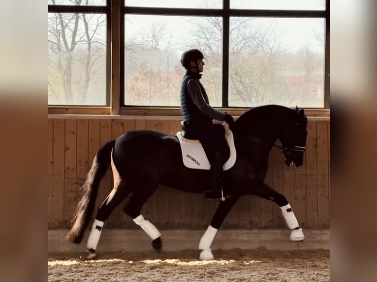 Lusitano Gelding 6 years 16 hh Black in Handewitt