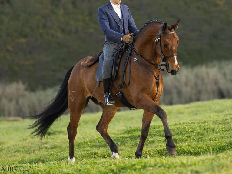Lusitano Gelding 6 years 16 hh Brown in Navas Del Madroño