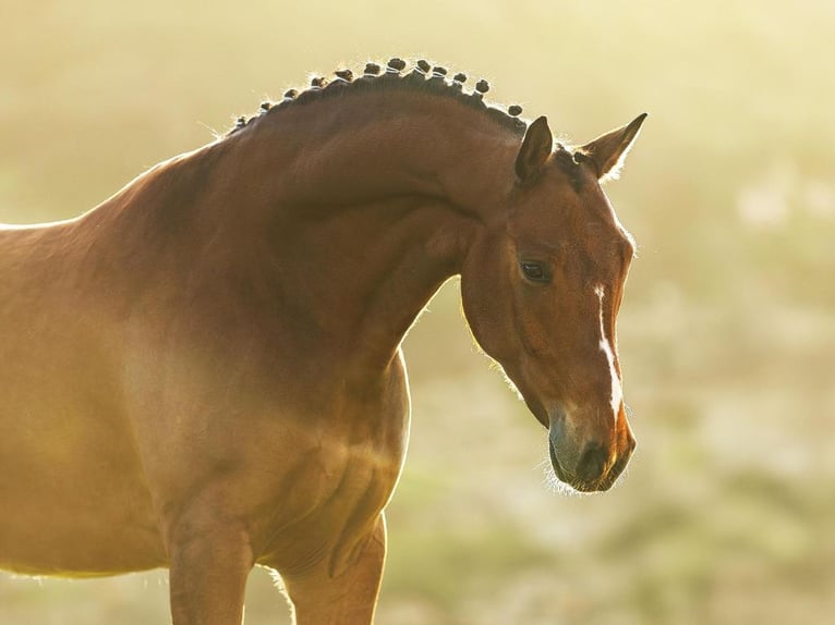 Lusitano Gelding 6 years 16 hh Brown in Navas Del Madroño