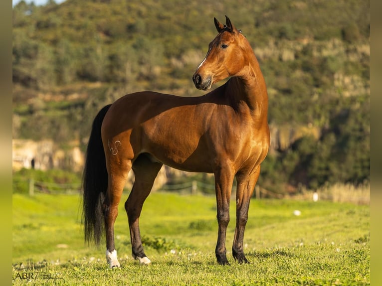 Lusitano Mix Gelding 6 years 16 hh Brown in Ermelo