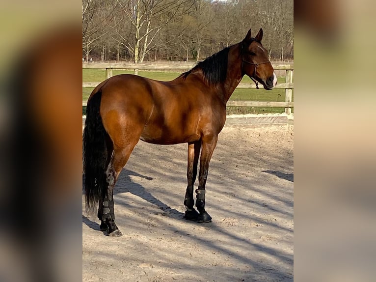 Lusitano Gelding 6 years 16 hh Brown-Light in Paris