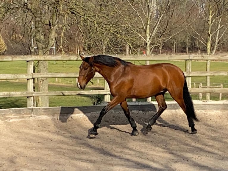 Lusitano Gelding 6 years 16 hh Brown-Light in Paris