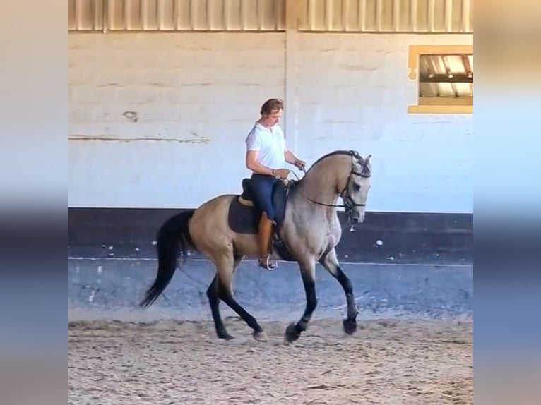 Lusitano Gelding 6 years 16 hh Buckskin in Faro