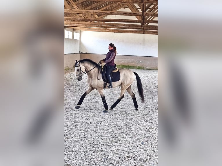 Lusitano Gelding 6 years 16 hh Buckskin in Faro