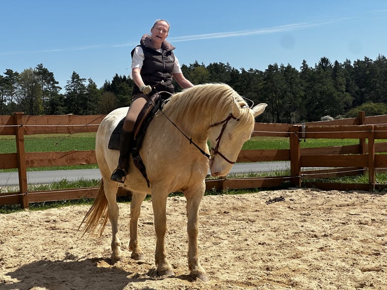 Lusitano Gelding 6 years 16 hh Cremello in Gößweinstein