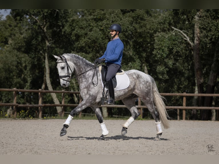 Lusitano Gelding 6 years 16 hh Grey-Dapple in Kortenaken