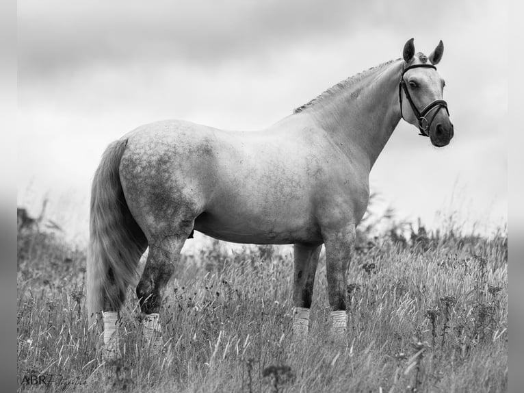 Lusitano Gelding 6 years 16,1 hh Grey-Dapple in Ermelo