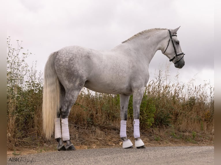 Lusitano Gelding 6 years 16,1 hh Grey-Dapple in Ermelo
