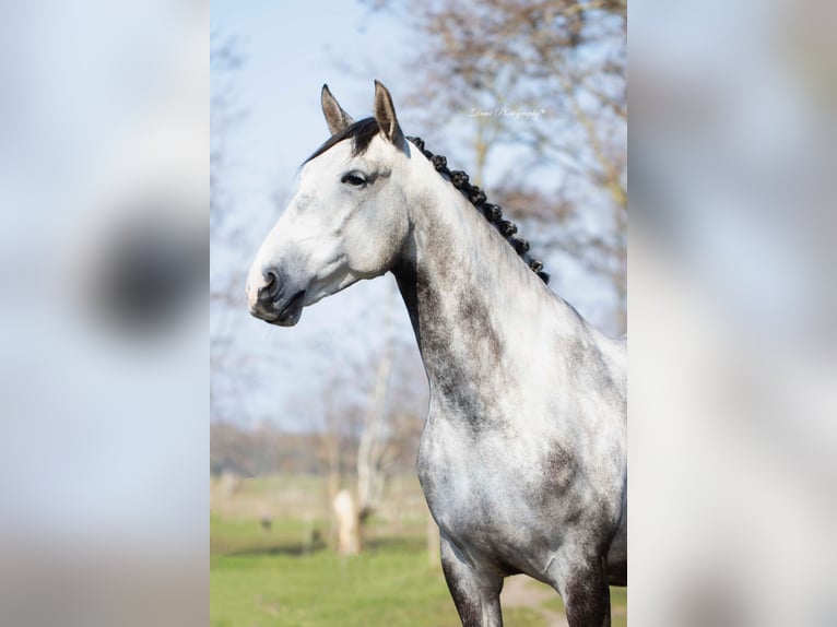 Lusitano Gelding 6 years 16,1 hh Grey in Blaricum