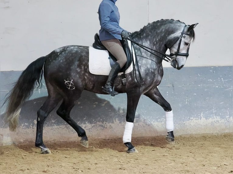 Lusitano Gelding 6 years 16,1 hh Grey in Navas Del Madro&#xF1;o