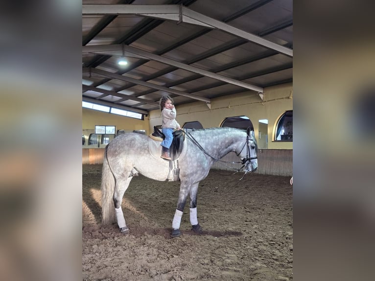 Lusitano Gelding 6 years 16,1 hh Grey in Płoniawy Bramura