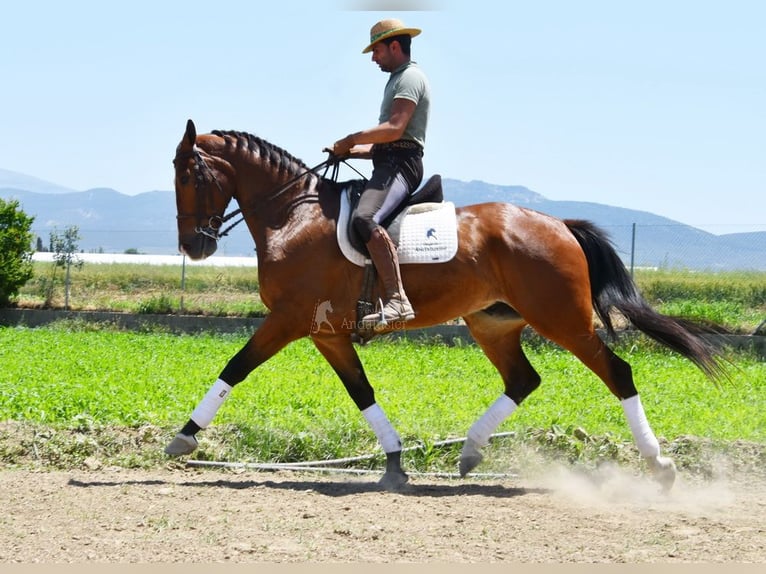 Lusitano Gelding 6 years 16,3 hh Brown in Provinz Granada