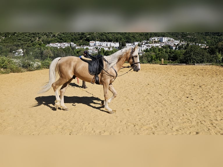 Lusitano Mix Gelding 7 years 14,3 hh Dun in Benamahoma