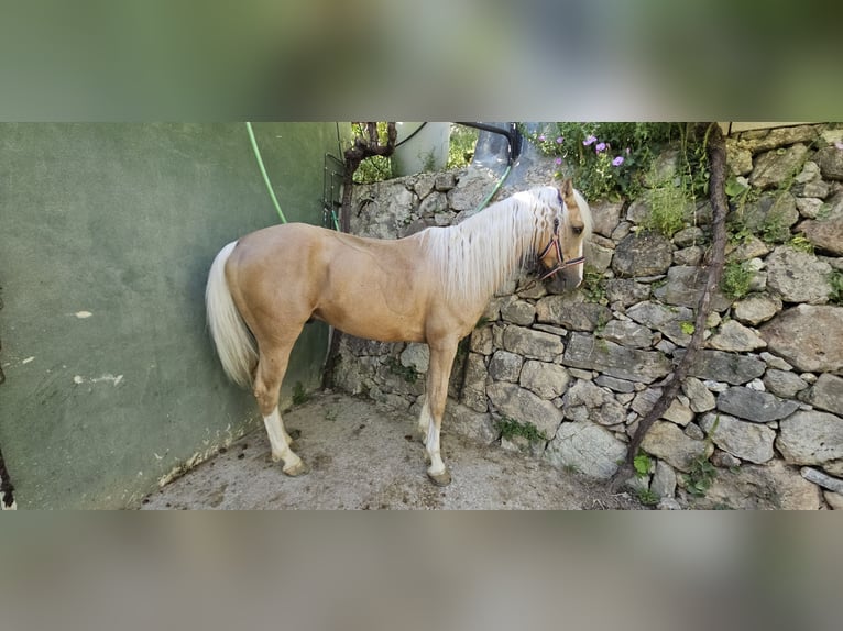 Lusitano Mix Gelding 7 years 14,3 hh Dun in Benamahoma