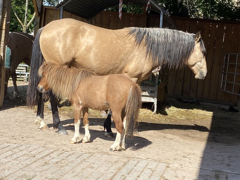 Lusitano Gelding 7 years 15.1 hh Dun in Markt Nordheim