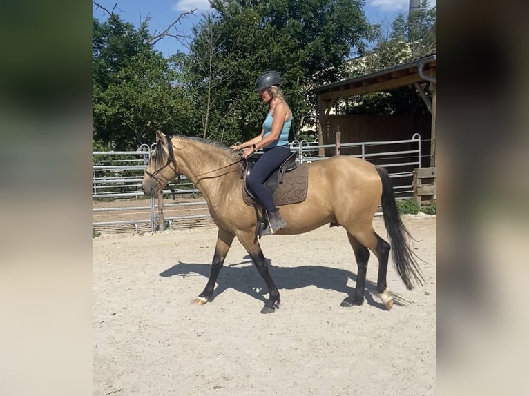 Lusitano Gelding 7 years 15.1 hh Dun in Markt Nordheim