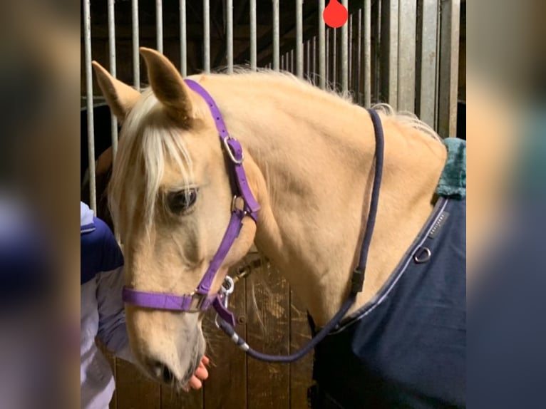 Lusitano Gelding 7 years 15,1 hh Palomino in Haussez