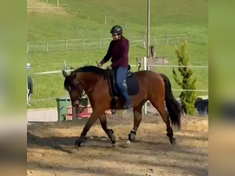 Lusitano Gelding 7 years 15.2 hh Brown in Leuggern
