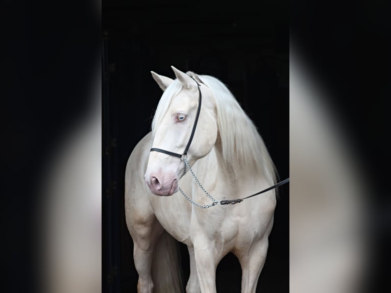 Lusitano Gelding 7 years 15.2 hh Cremello in Santok