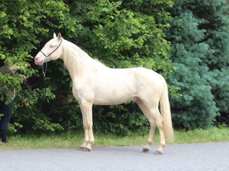Lusitano Gelding 7 years 15.2 hh Cremello in Santok