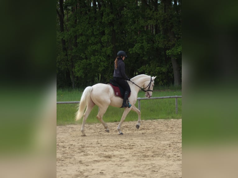 Lusitano Gelding 7 years 15.2 hh Cremello in Santok