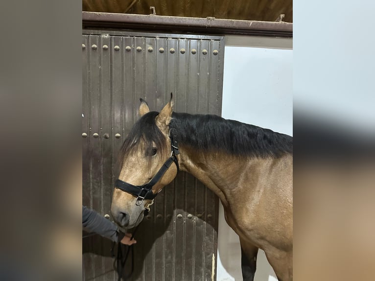 Lusitano Gelding 7 years 15.2 hh Dun in Palma del Rìo