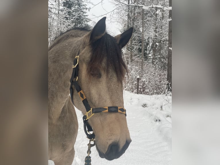 Lusitano Gelding 7 years 15,2 hh Dun in Schwarzach im Pongau