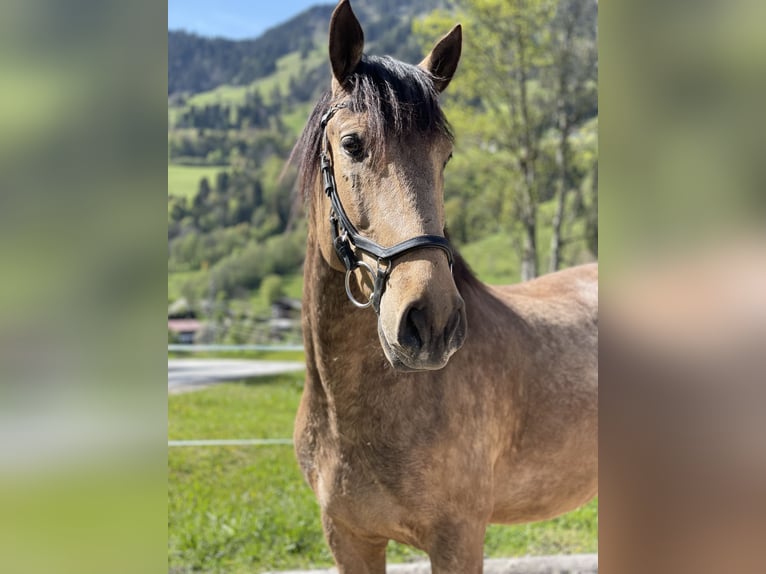 Lusitano Gelding 7 years 15,2 hh Dun in Schwarzach im Pongau