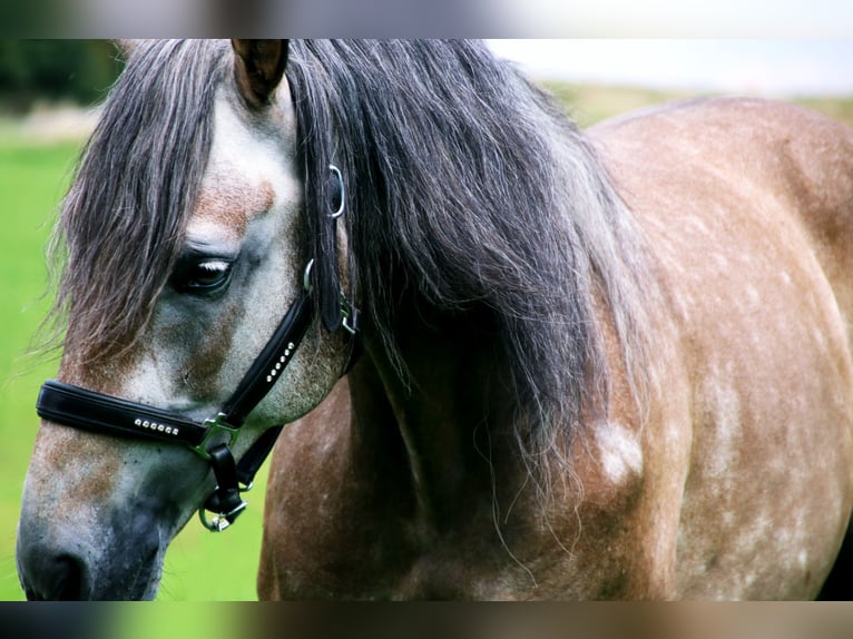Lusitano Gelding 7 years 15,2 hh Gray-Dark-Tan in Nettersheim