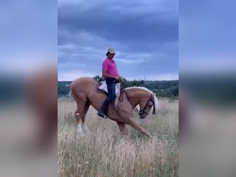 Lusitano Gelding 7 years 15.2 hh Palomino in Ermelo