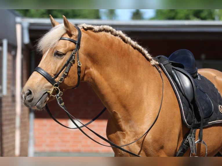 Lusitano Gelding 7 years 15.2 hh Palomino in Hamburg Eimsbüttel