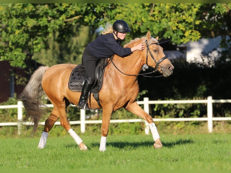 Lusitano Gelding 7 years 15.2 hh Palomino in Hamburg Eimsbüttel