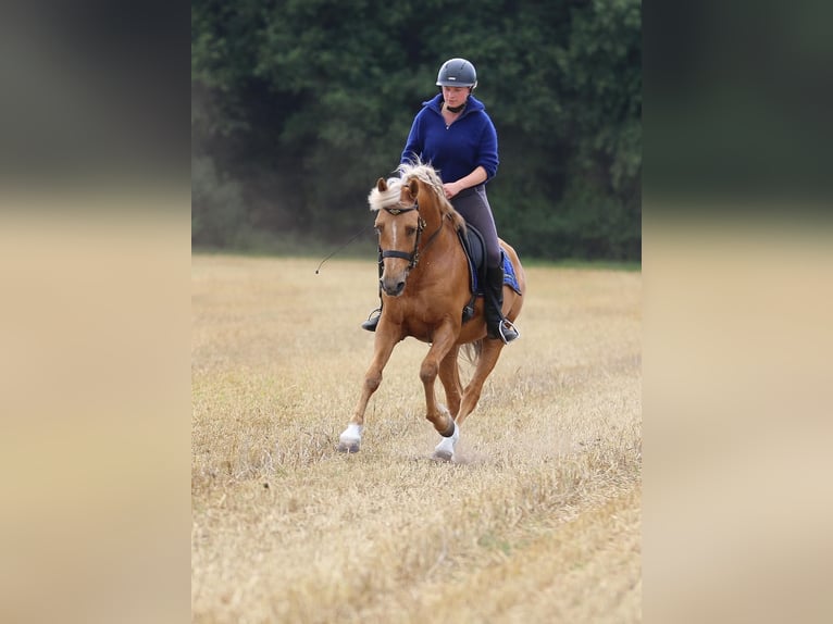 Lusitano Gelding 7 years 15.2 hh Palomino in Hamburg Eimsbüttel